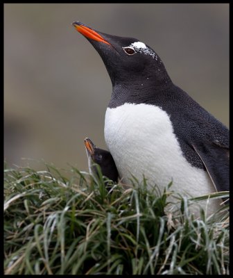 Gentoo with chick - Macquarie island