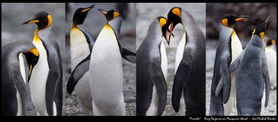 Friends......King Penguins at Macquarie Island