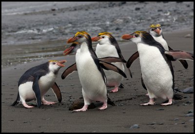 Come on boys (and girls?) - Royal penguins at Macquarie island