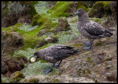 Antarctic Skuas stealing Royal Penguin egg