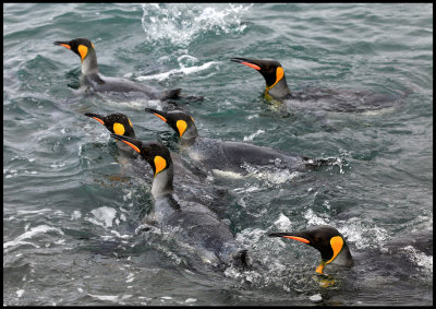 King Penguins taking a bath