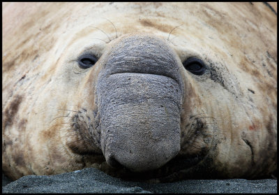 Adult Sea Elephant