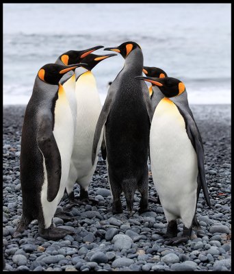 King Penguins - time for inspection?