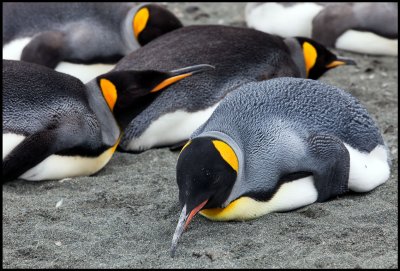 Resting King Penguins