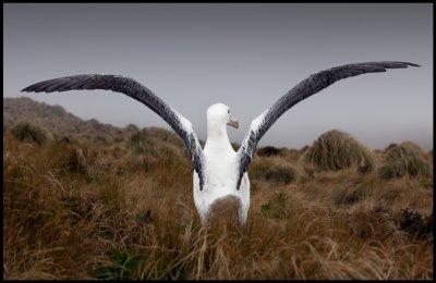 Southern Royal Albatross on Campbell Island
