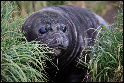 Young Sea Elephant - Macquarie Island