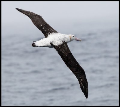 Antipodean Albatross - Antipodes Island