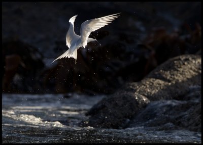 White-fronted Tern - South East Island - Chatham Islands