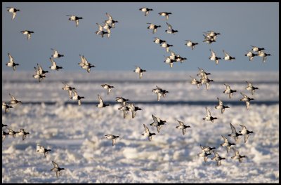 Tufted Ducks searching open water near Grnhgen harbour