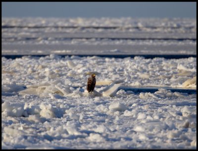 An adult Sea Eagle in the packice outside Grnhgen - 12 m/s northern wind and -10 degrees C