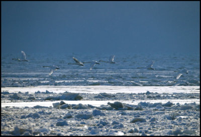 Mute Swans searching open water near Grnhgen