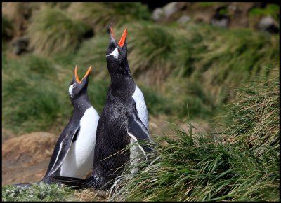 Gentoo Penguins - Maquarie