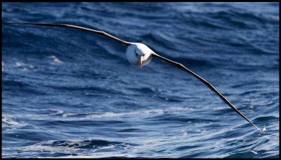 Touch down.... A Campbell Albatross flying low