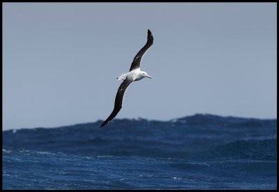  Royal Albatross