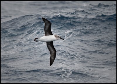 Grey-headed Albatross