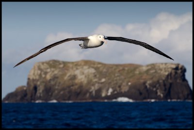 Northern Royal Albatross near The Sisters