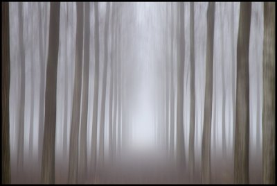 The gate of light - Fog in forrest near Sforzesca Italy