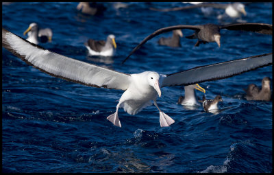 Northen Royal Albatross landing among Bullers Albatrosses