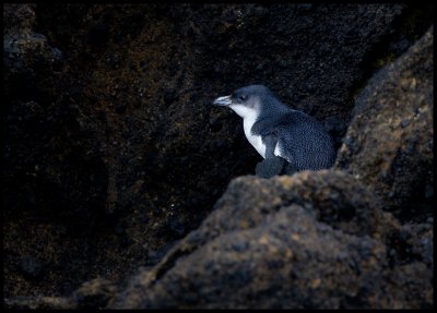Little Blue Penguin hiding behind rocks close to the shoreline