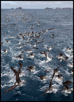Chumming Salvins Albatrosses near Bounty Islands