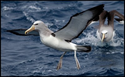 Salvins Albatrosses