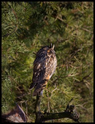 Long-eared Owl (Hornuggla) resting in the garden of Ottenby birdstation