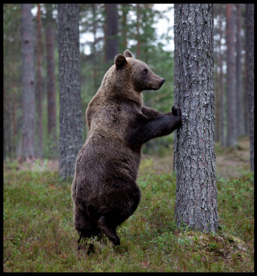 Bear gymnastics.....