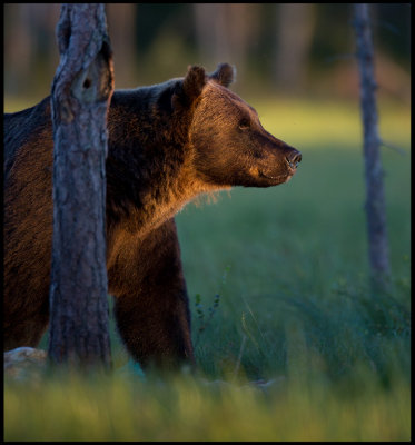 A beautiful bear in evening light