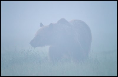 bear coming very close a foggy morning