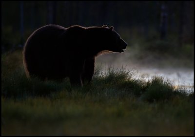 Late night close encounter