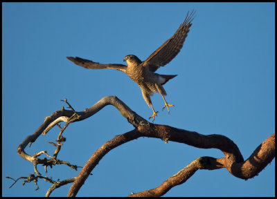 A sparrowhawk outside our hide at the bog