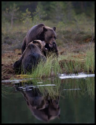 Two bears having a fight in the little pond near Viiksimo