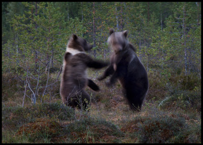 A right hook shaking head.....two young bears having a fight
