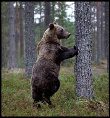 Evening bear gymnastics !!