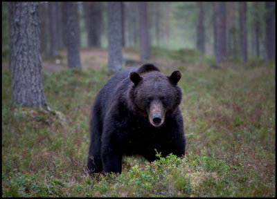 A very dark bear south of Viiksimo