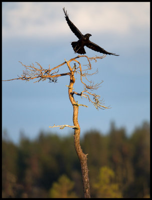 Ravens favourite tree