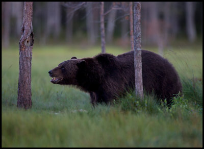 Old bear protecting his carcass