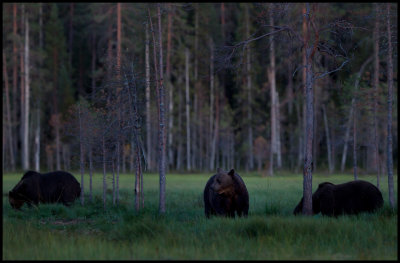 Three bears coming out at the bog in the middle of the night. Very low light, but still possible to take pictures!