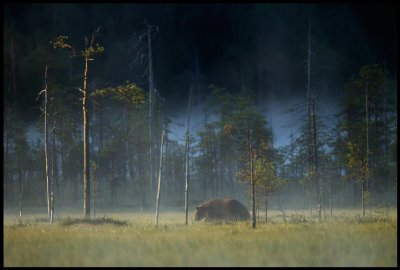 A bear is walking over the big bog very early in the morning