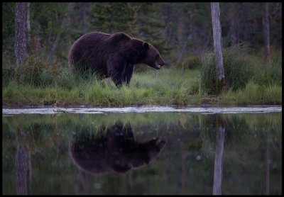 An old bear walking along the big pond