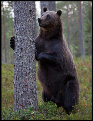 Bear standing tall
