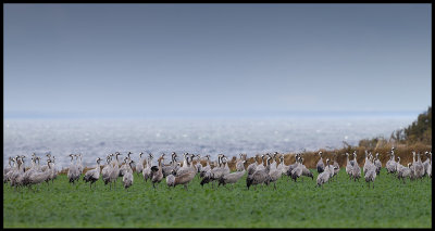 Cranes (Tranor) migrating and resting seaside at Albrunna 