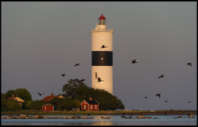 Cormorants in late summer evening at Ottenby - Lnge Jan Lighthouse