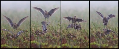 Dancing Great Snipes on a remote lekkingplace in Norway