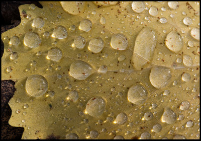 Aspen leaf after rain