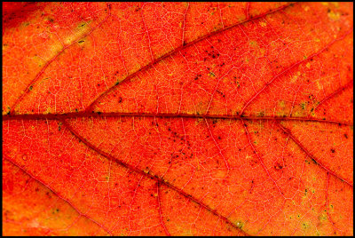 Autum Maple leaf