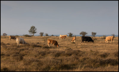 Cows near Grnhgen north of Karl X wall