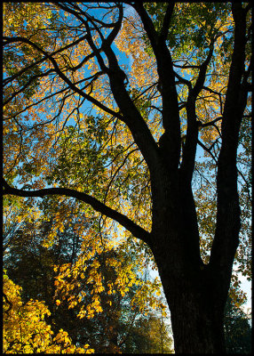 Autum colors near my hospital - Strandbjrket in Vxj