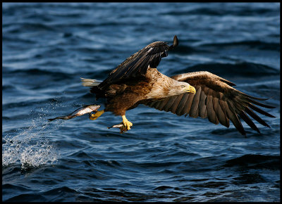 Sea-eagle making double catch!!!