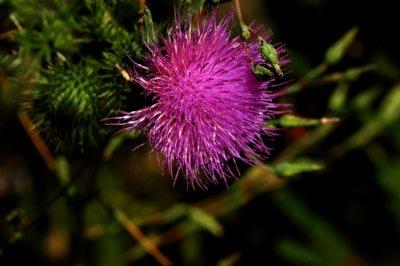 meadow_plants